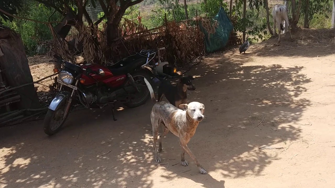Indie dogs of our farm