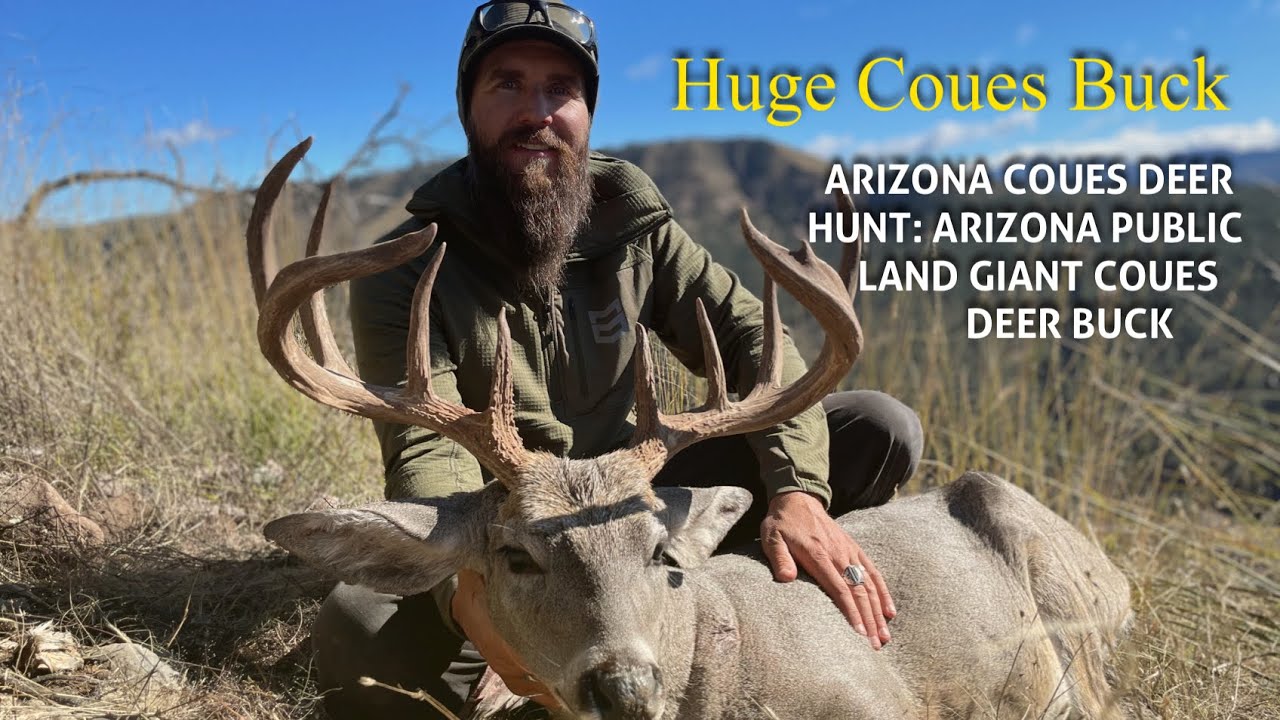 Охота на оленей в Аризоне Куэс: Гигантский куэс Бак на государственной земле Аризоны !!!