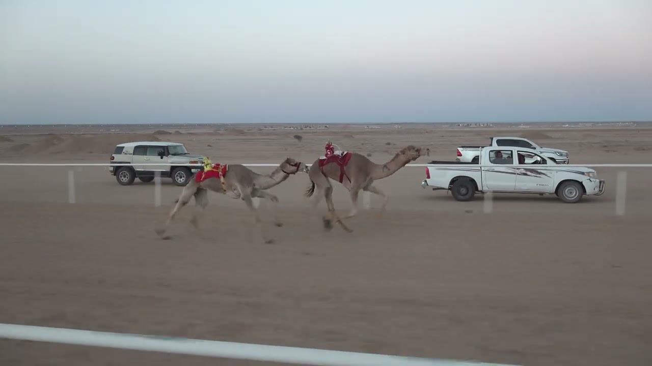 الشوط الرئيسي جذاع ومافوق بكار 6كم ( سيوف: عايش بن صالح الوابصي)