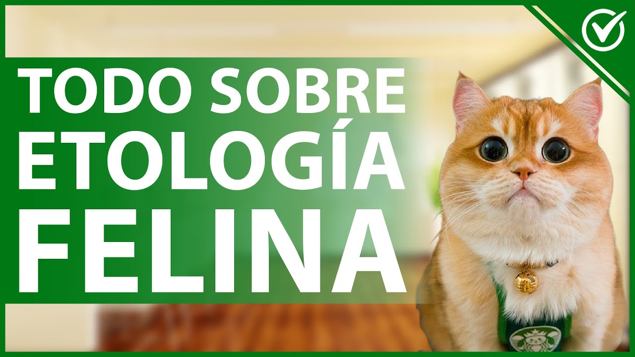 🐈 &iquest;Qu&eacute; es la Etolog&iacute;a Felina y Para Qu&eacute; Sirve Conocerla en Profundidad? 🐈