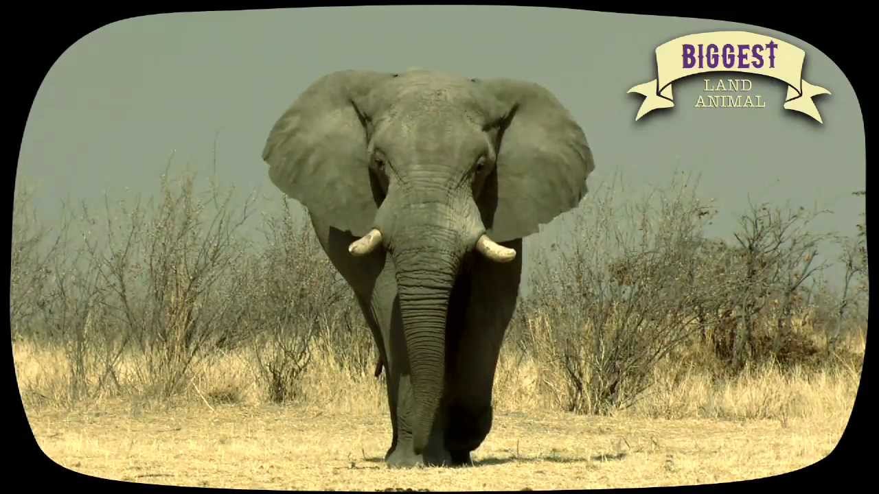 Awesome wildlife: Nature's record breakers!