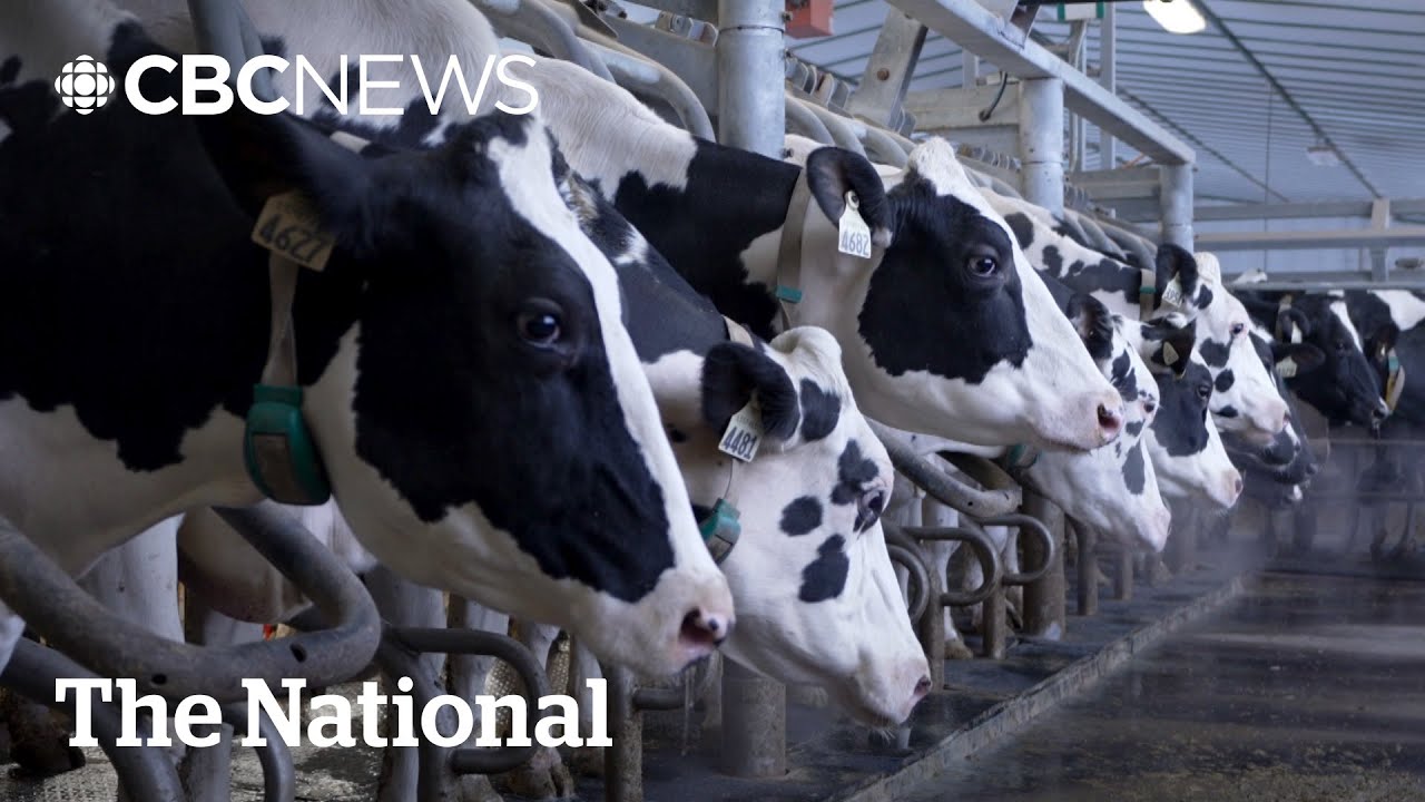 How Canada’s dairy supply management system works — and why Trump hates it