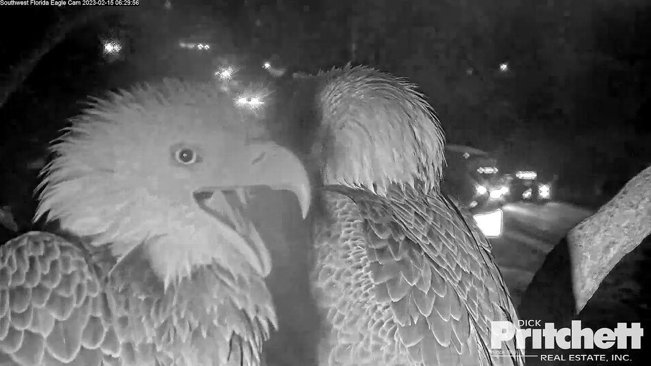 SWFL Eagles~M15 pushed the strange female away~6:12 am 2023/02/15