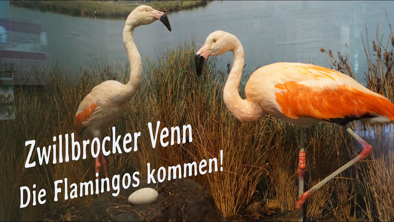 Zwillbrocker Venn       Die Flamingos kommen     Februar 2019