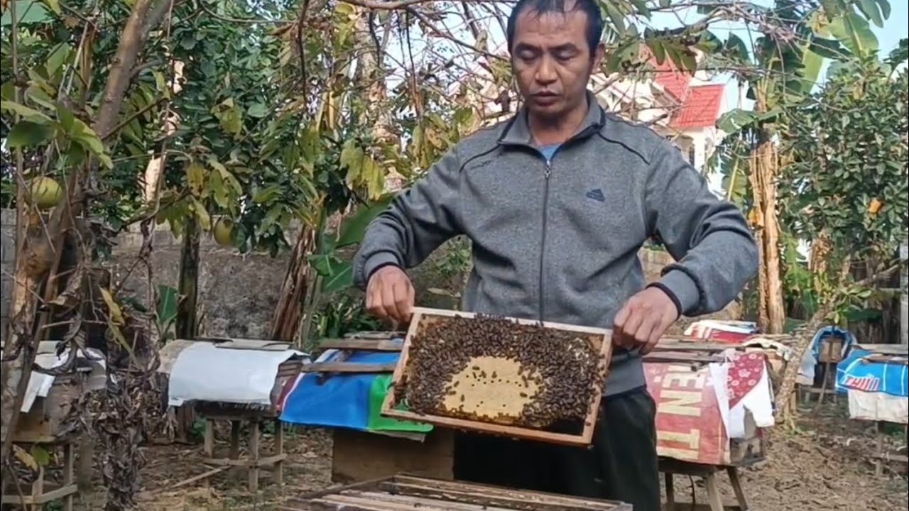 Nuôi ong như này đã OK chưa các bác 