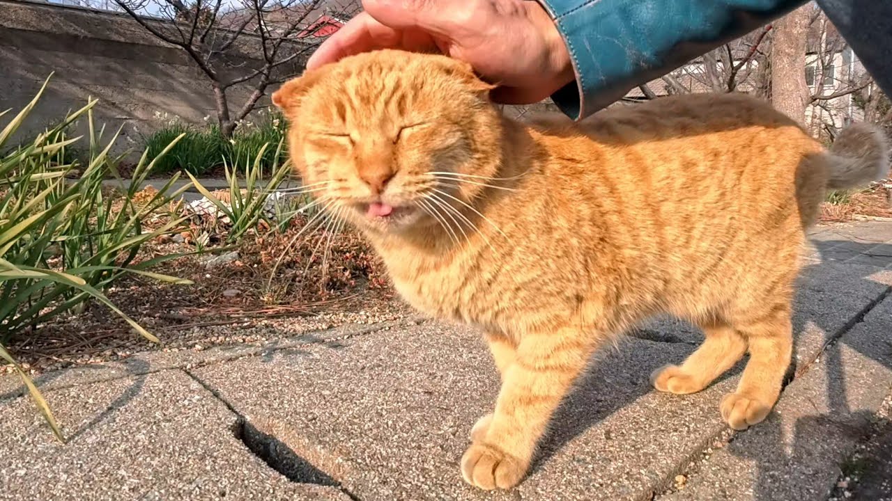 漁港の道を歩いていたら向こうから猫が歩いてきたので止まってナデナデしてきた