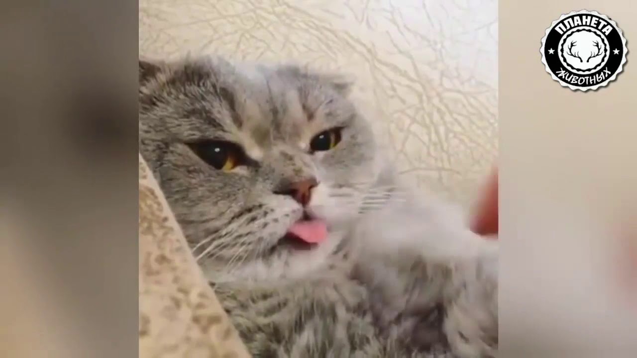 Funny cat   2019
