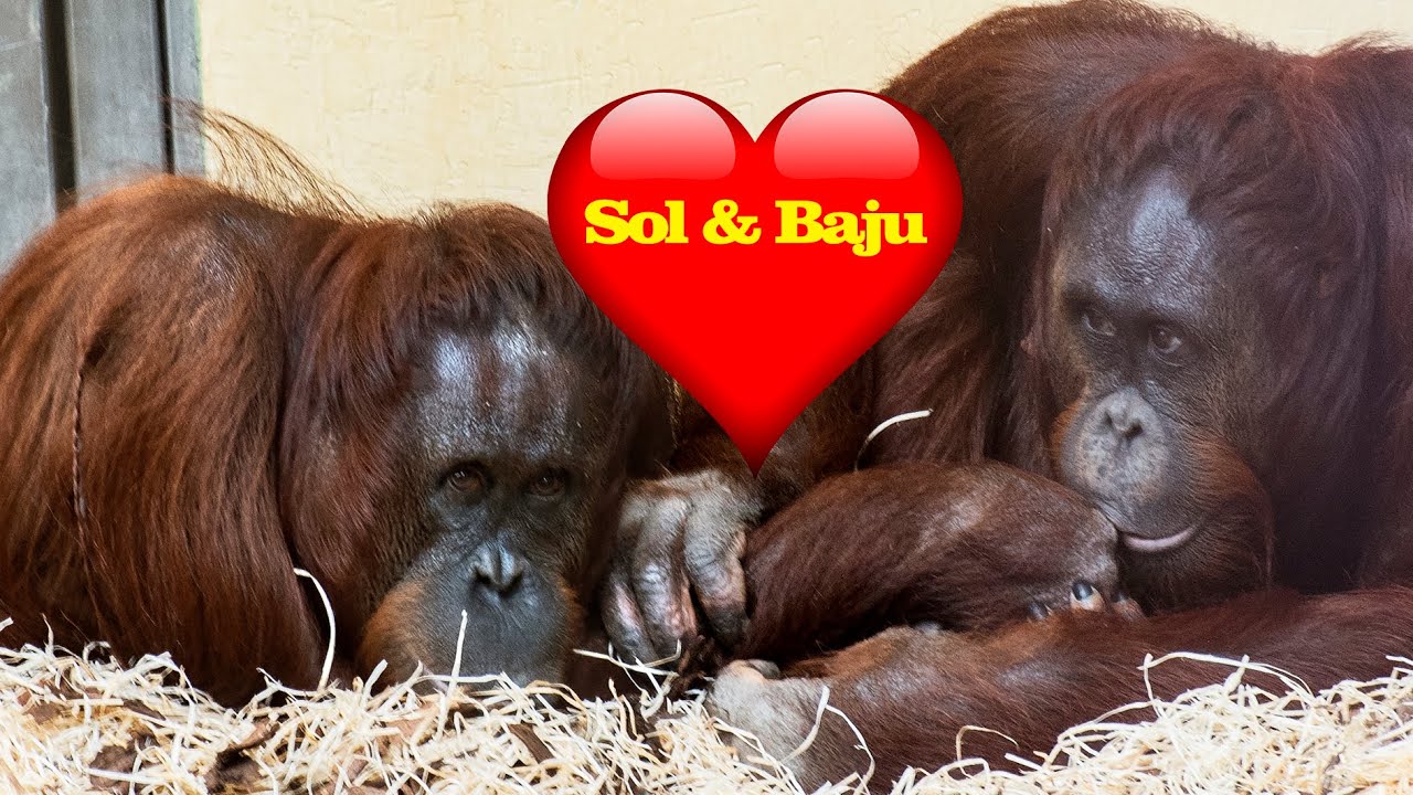 Sol & Baju.The Orangutan Love Story You Can’t Miss