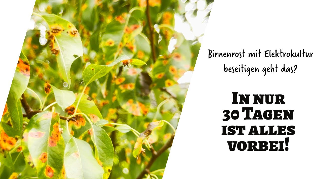 Birnenrost in 30 Tagen 100% weg mit dieser Methode!