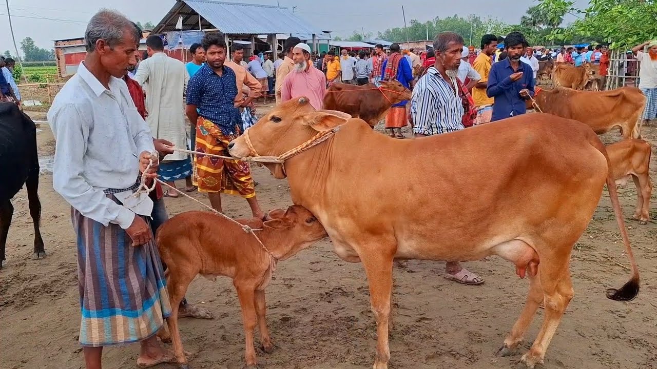 ২২ জানুয়ারি 2026| বাচ্চাসহ শাহীওয়াল জাতের গাভী গরুর দাম জানুন | রানীগঞ্জ হাট | থেকে দিনাজপুর 