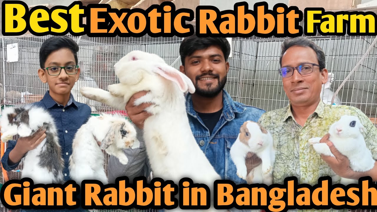 Giant Rabbit | Exotic Rabbit farm in bangladesh |বিদেশি খরগোশের খামার |খরগোশ পালন | খরগোশের দাম ২০২৩