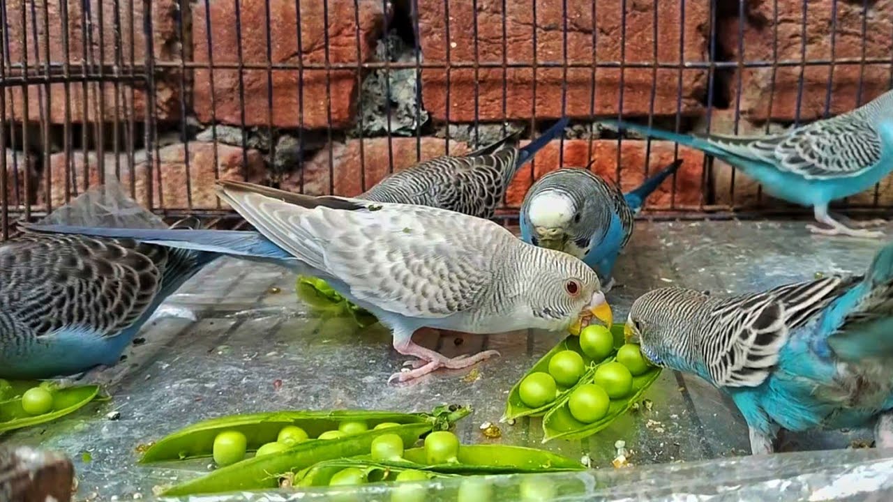 Budgies Eating Green Peas | Budgie Food Guide | Best Vegetables for Parakeets | #video 