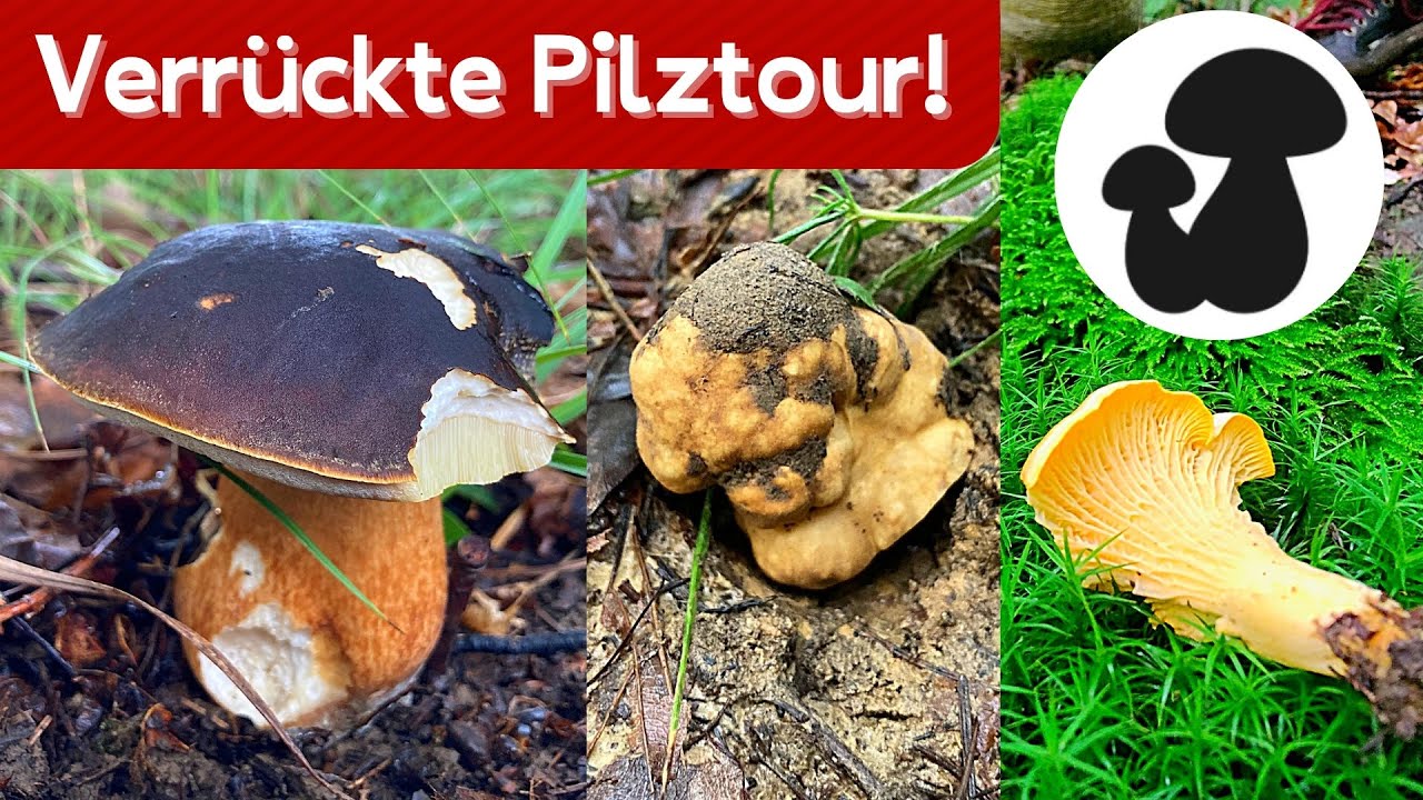 Schwarzer Steinpilz, Trüffel & Pfifferlinge 🍄 Wahnsinns Pilzwanderung | Pilze sammeln im Sommer