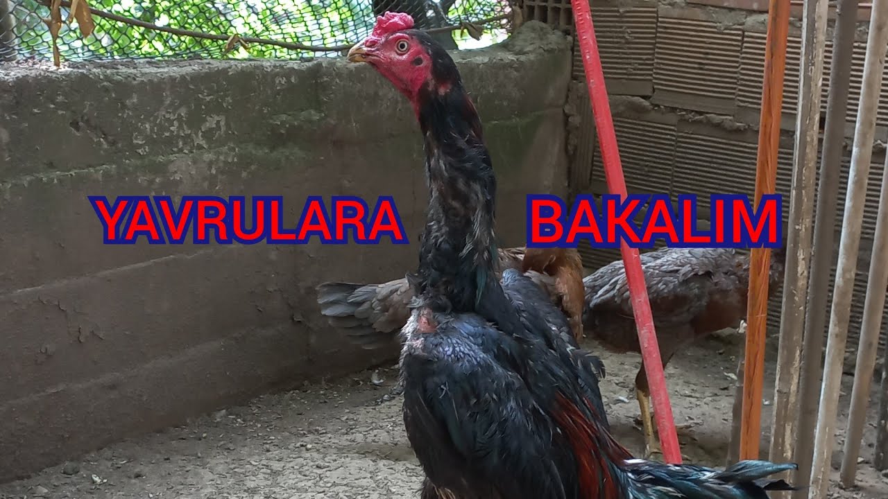 #136# YAVRULARIMIZ  7 AYLIK OLDU.