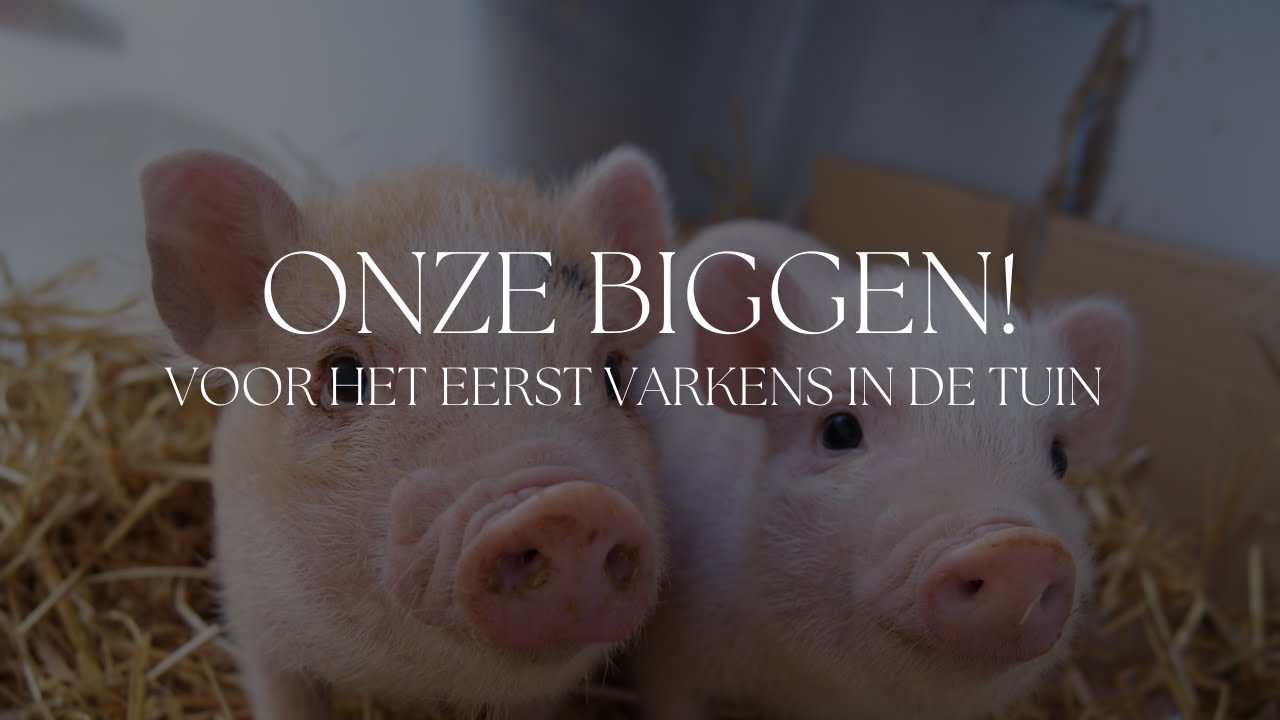 Onze nieuwe biggen! Voer, hok, veldje, ras... Voor het eerst Göttinger varkentjes!