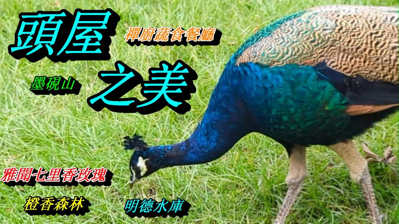 苗栗頭屋美食景點輕旅行：明德水庫日新島海棠島/雅聞七里香玫瑰森林/橙香森林/墨硯山/禪廚蔬食餐廳(11月系列一)