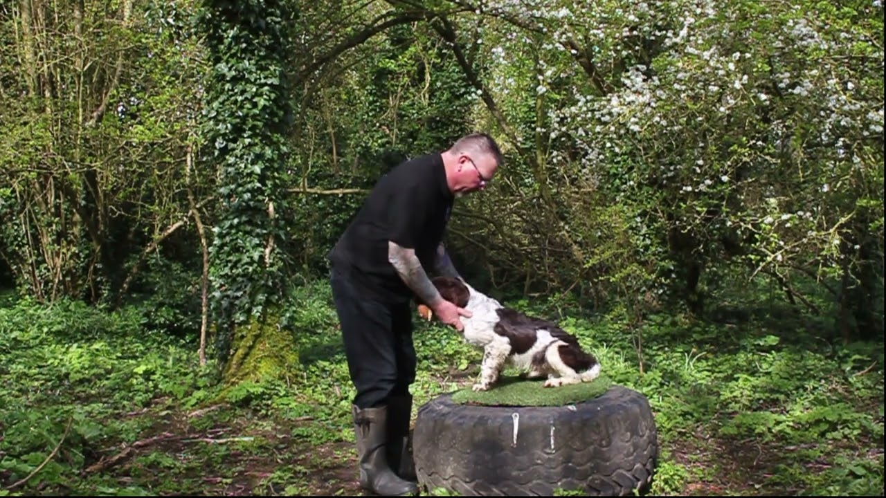 How to get your dog to deliver to hand in minutes...