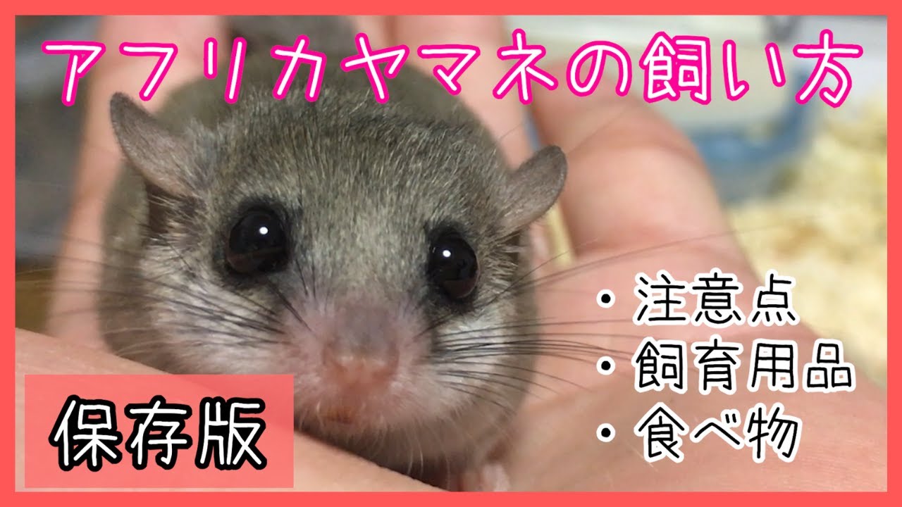 【保存版】アフリカヤマネの飼育方法を完全網羅！注意点や必要な飼育用品もまとめるよ