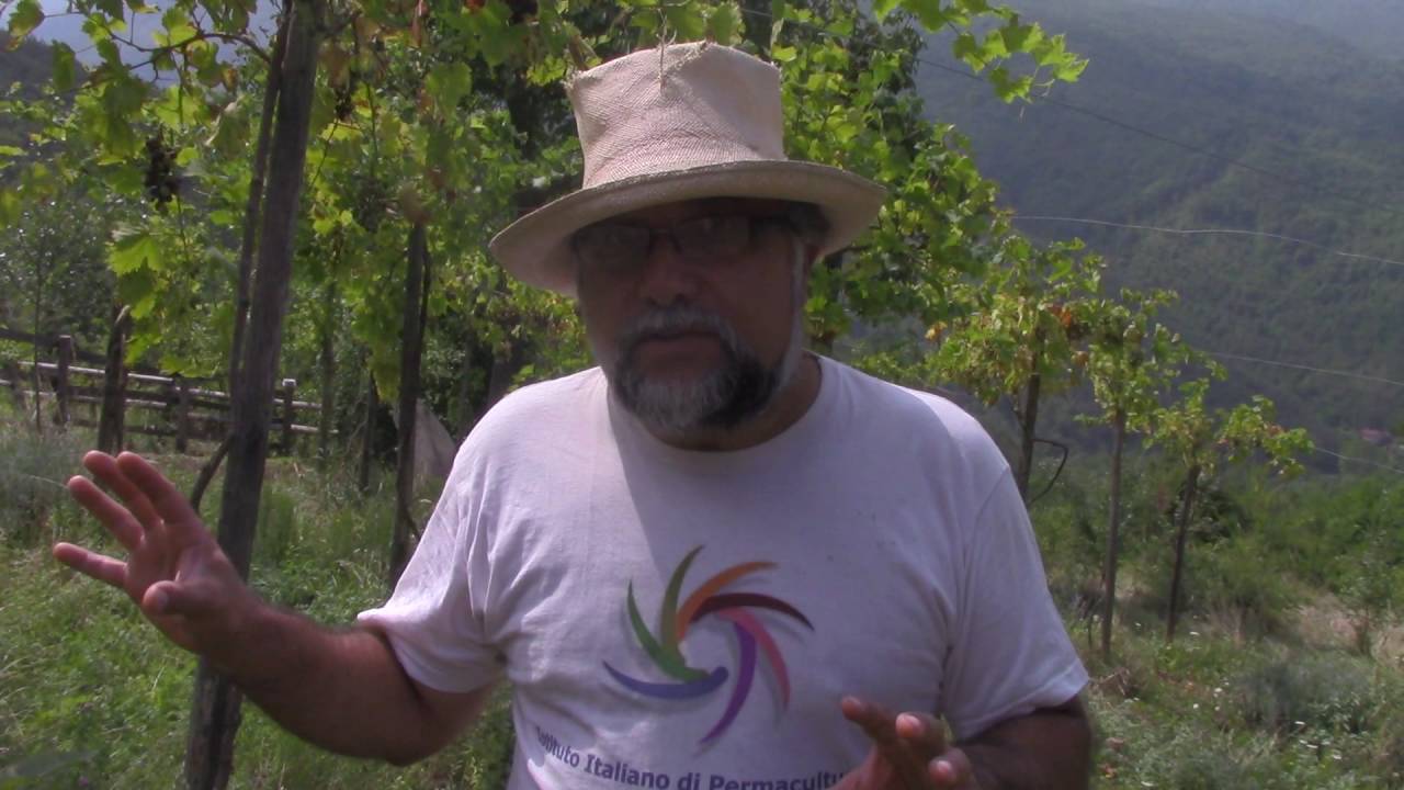 A permaculture vineyard