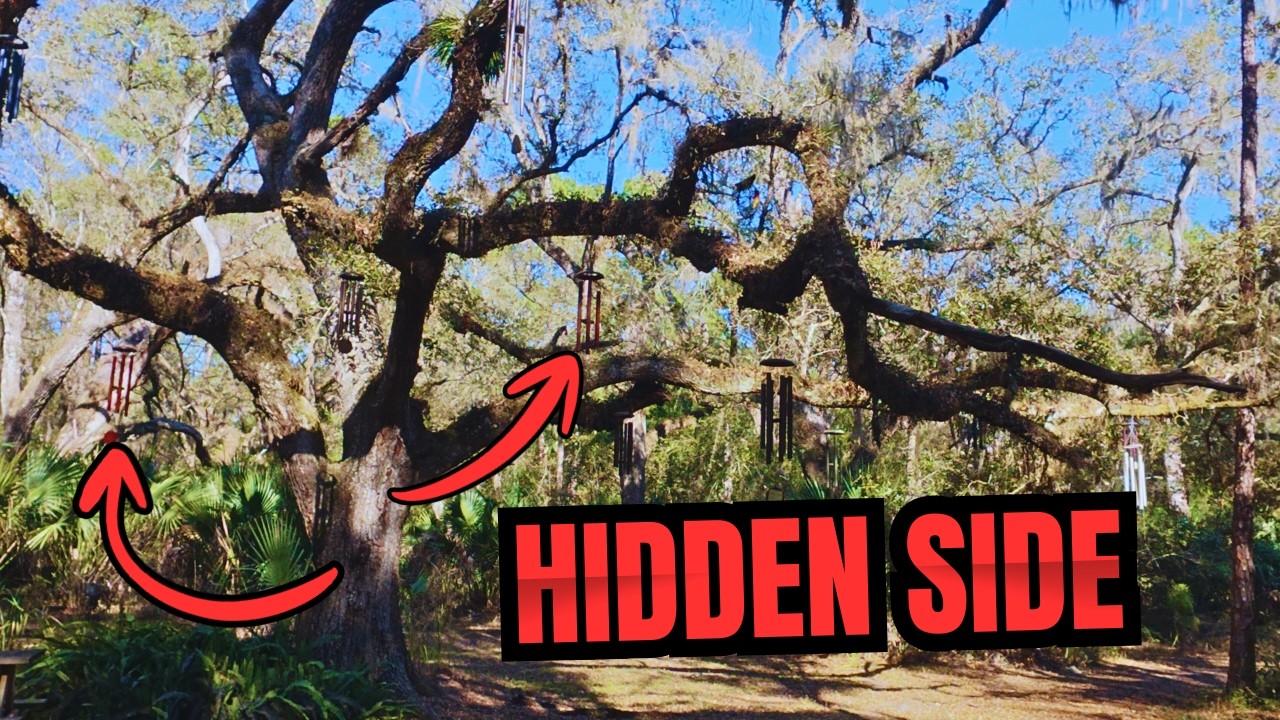 The Hidden Side of Ocala National Forest (Wildlife, Remote Trails & Strange Finds)