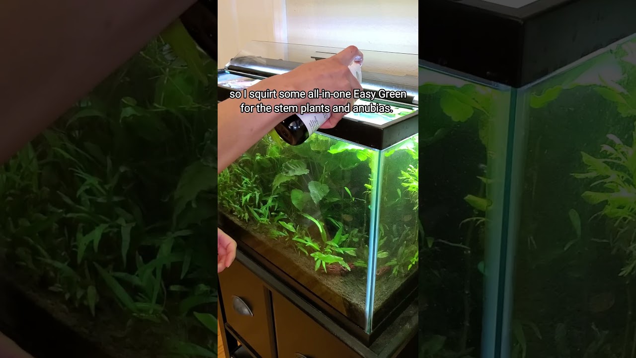 How I clean my planted tank *lazy edition*