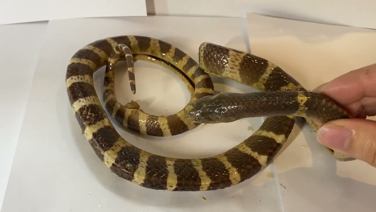ウミヘビの死骸(3)