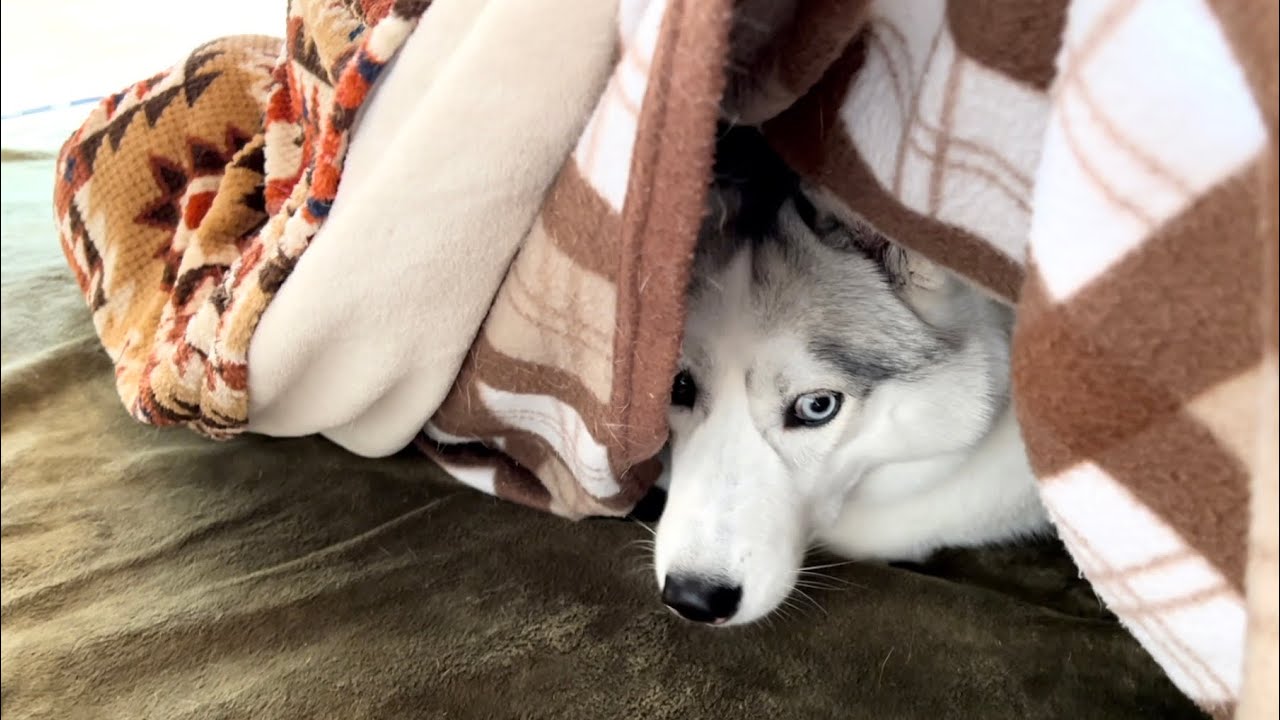 もうシベリアには帰れないハスキーが雪遊びしたら…