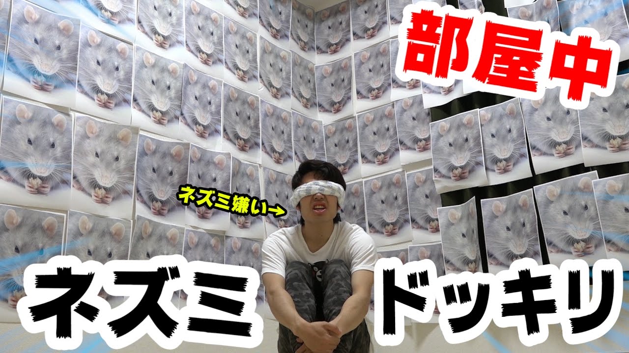 【ドッキリ】打倒シルク！ネズミ200匹部屋中に貼ったらぶっ倒れた