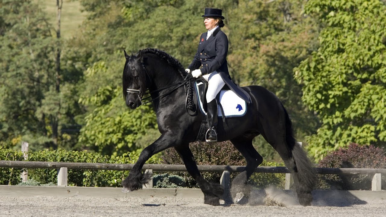 Teade 392, Sport (Anton 343 x Pike 316 x Brandus 345) Friesian Dressage Stallion at Iron Spring Farm