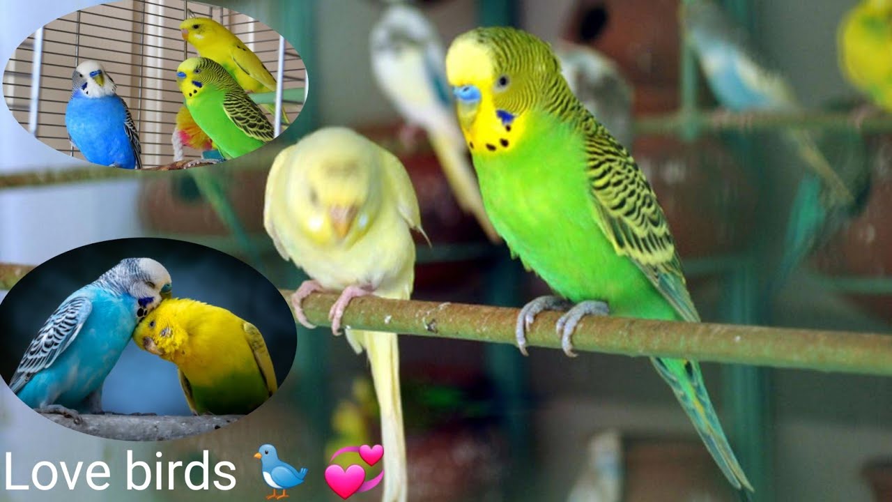 Love birds | प्रेम पंछी 💞🐦 #lovebird #viral #video #birds #nature #viralvideo #shorts #wildlife (2)