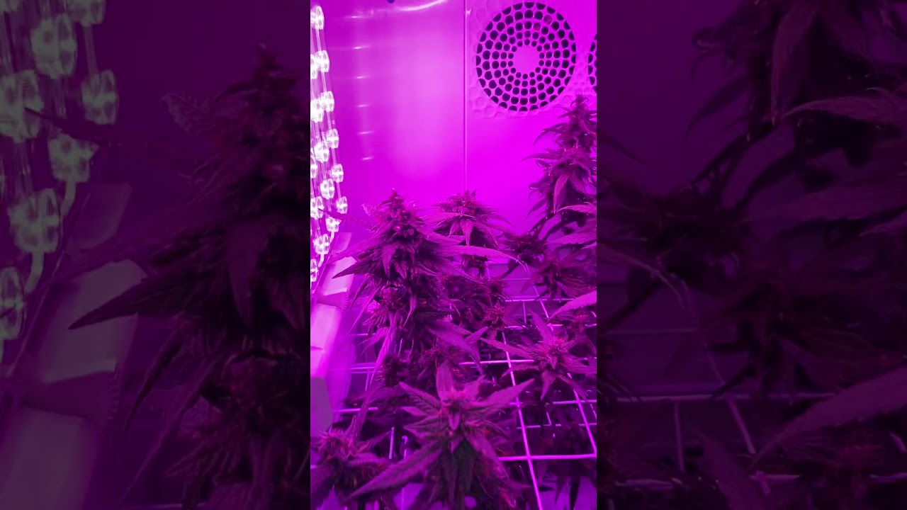 SEEDO GROW - DAY 74 - LSD 25 AUTO