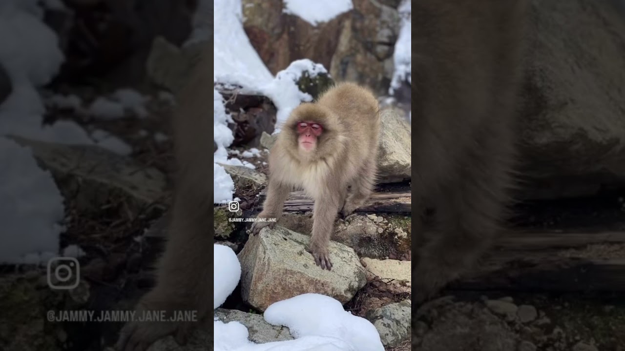 Jigokudani Snow Monkey Park: Japan’s Famous Hot Spring-Bathing Monkeys
