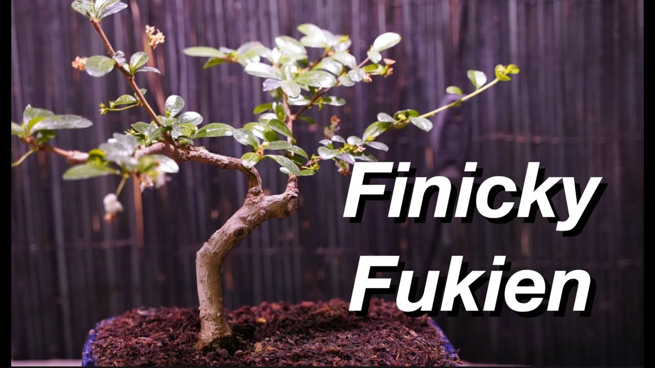 Finicky Fukien Tea:  Dave's Bonsai E170