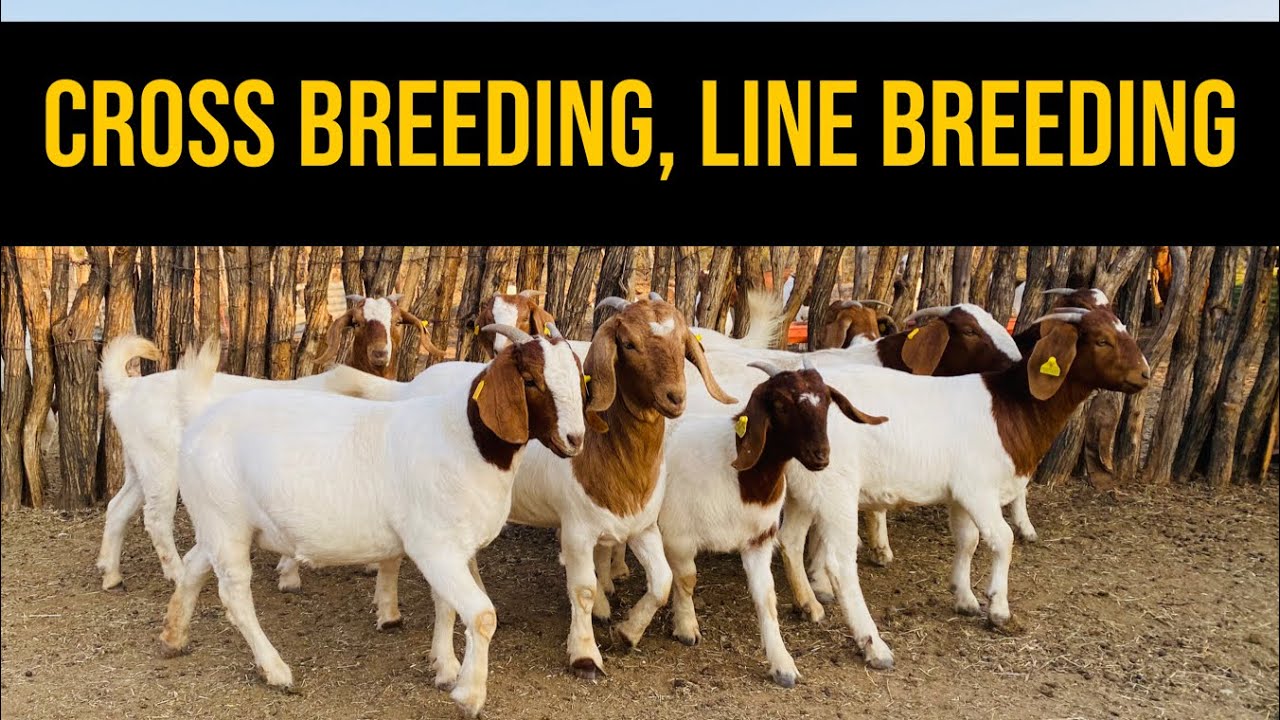Cross breeding, Line Breeding & In-breeding in goat farming