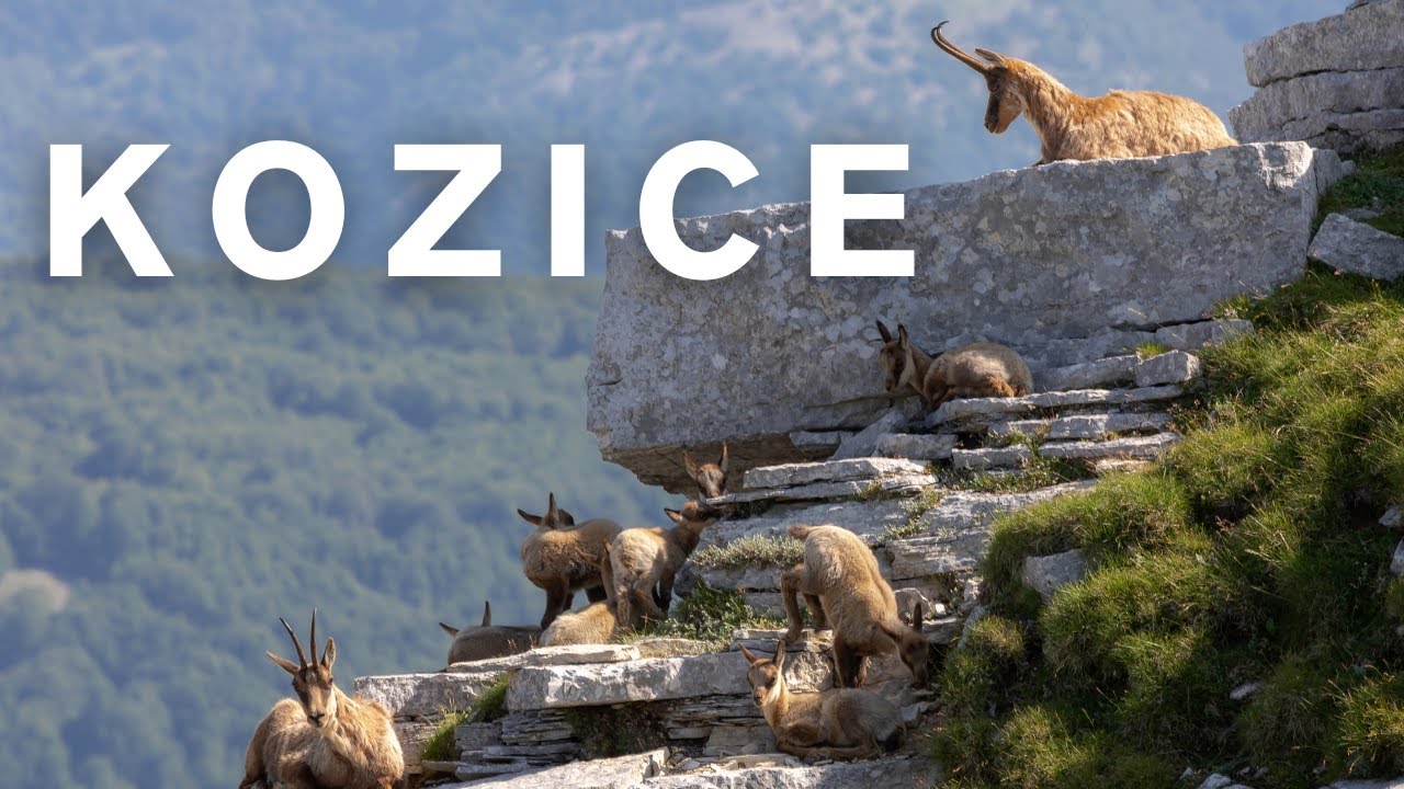 KOZICE - Duch Tatr