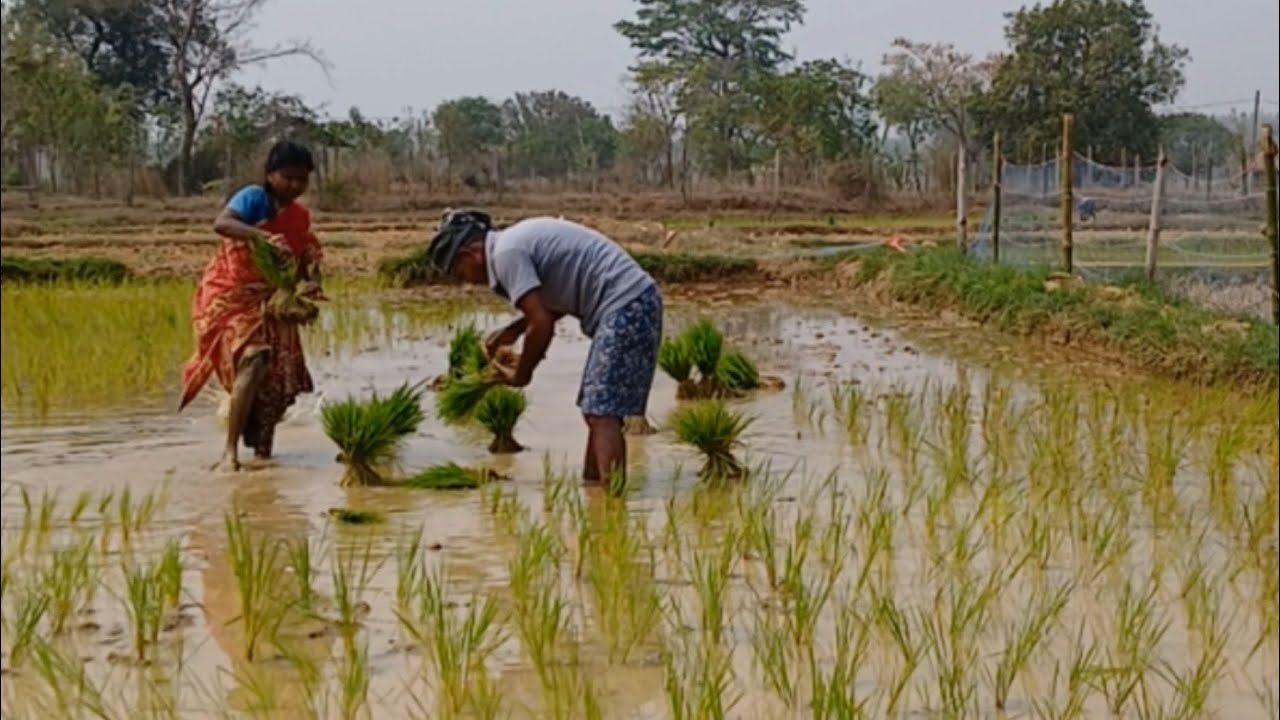 Cooking And Eating Simple Village Life @tusuzupuvlogs 
