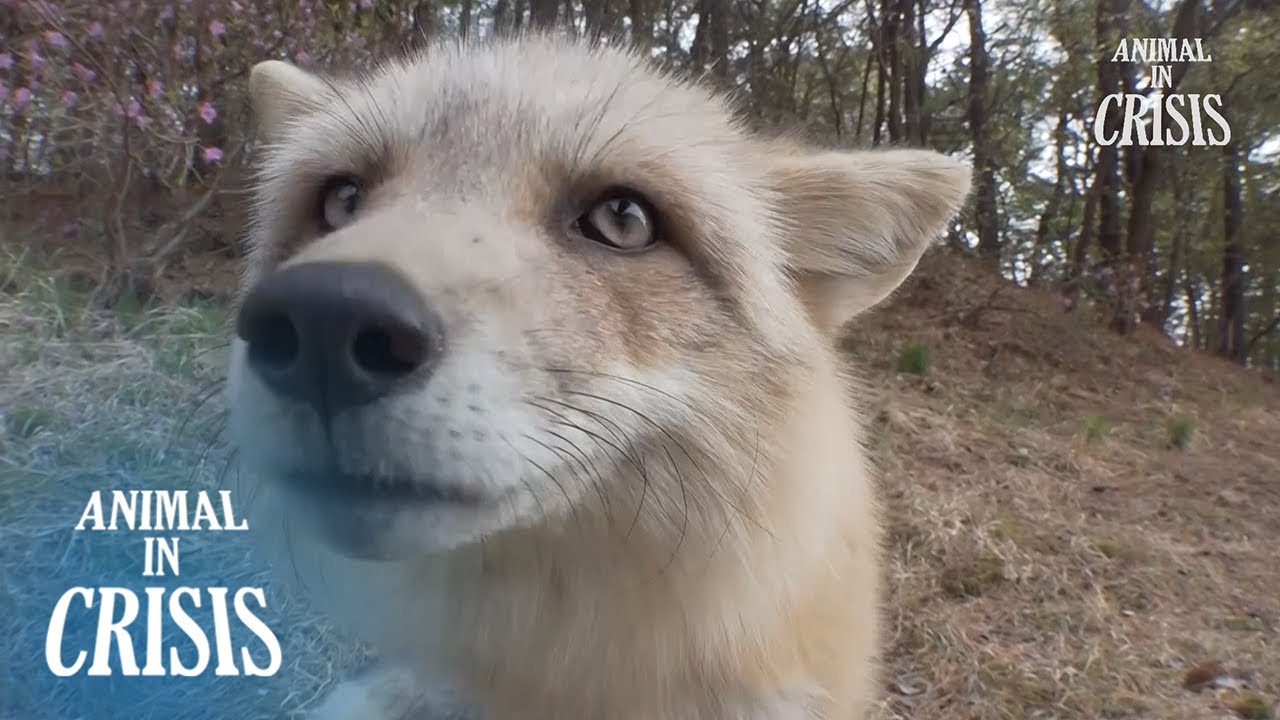 Irresponsible Person Bought A Fox As A Pet And Abandoned It l Animal in Crisis Ep 399