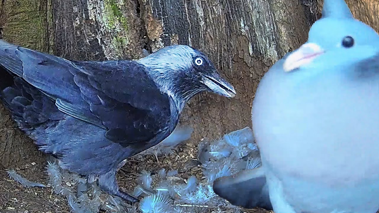 Stock Dove vs Jackdaw | Discover Wildlife | Robert E Fuller