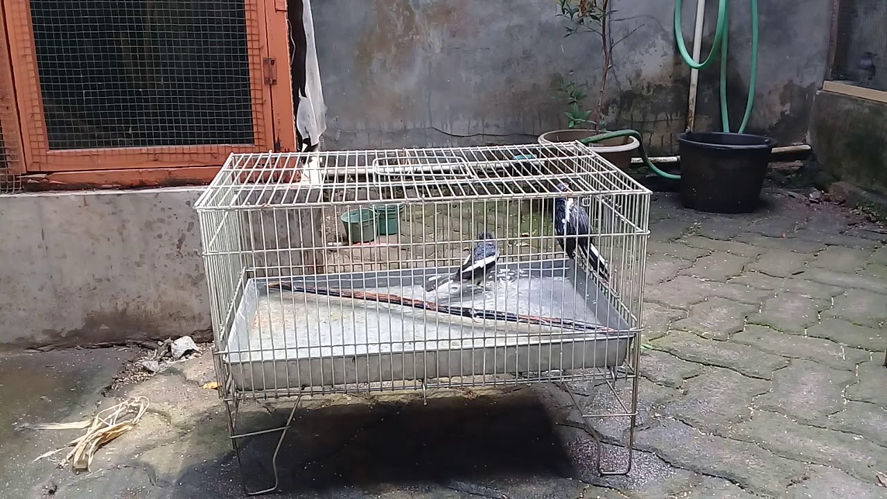 Cara menjodohkan kacer dengan mudah bag 2
