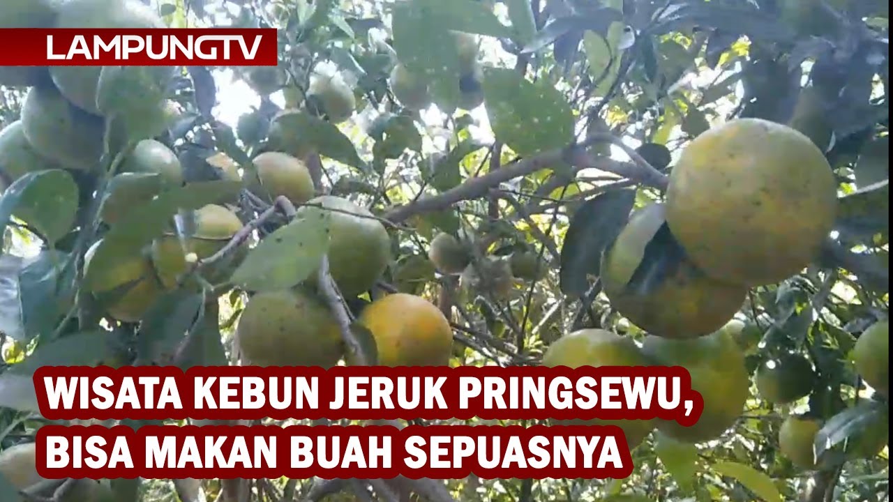 Wisata Kebun Jeruk Pringsewu, Bisa Makan Gratis Sepuasnya