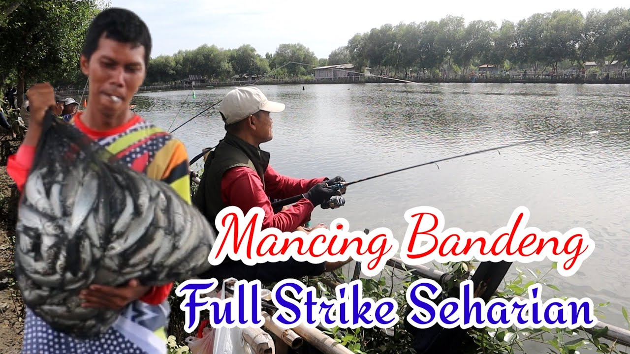 Mancing Borongan Bandeng 32 Ribu Ekor | Full Strike Seharian Di Tambak Kamal Muara