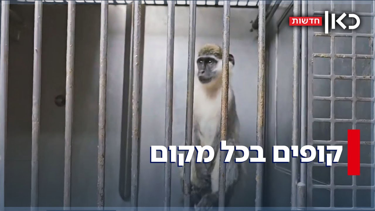 מבצע חילוץ חיות הבר המוברחות: לצד כלי נשק - קופים אותרו בטירה ובפזורה