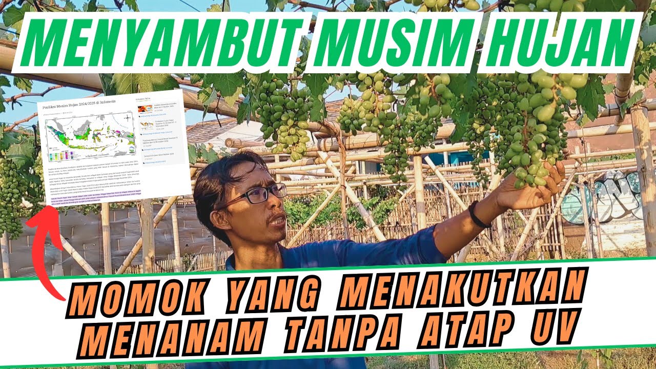 TIPS DAN TRIK MENANAM POHON ANGGUR TANPA ATAP UV DI MUSIM HUJAN ALA MAXI GRAPE