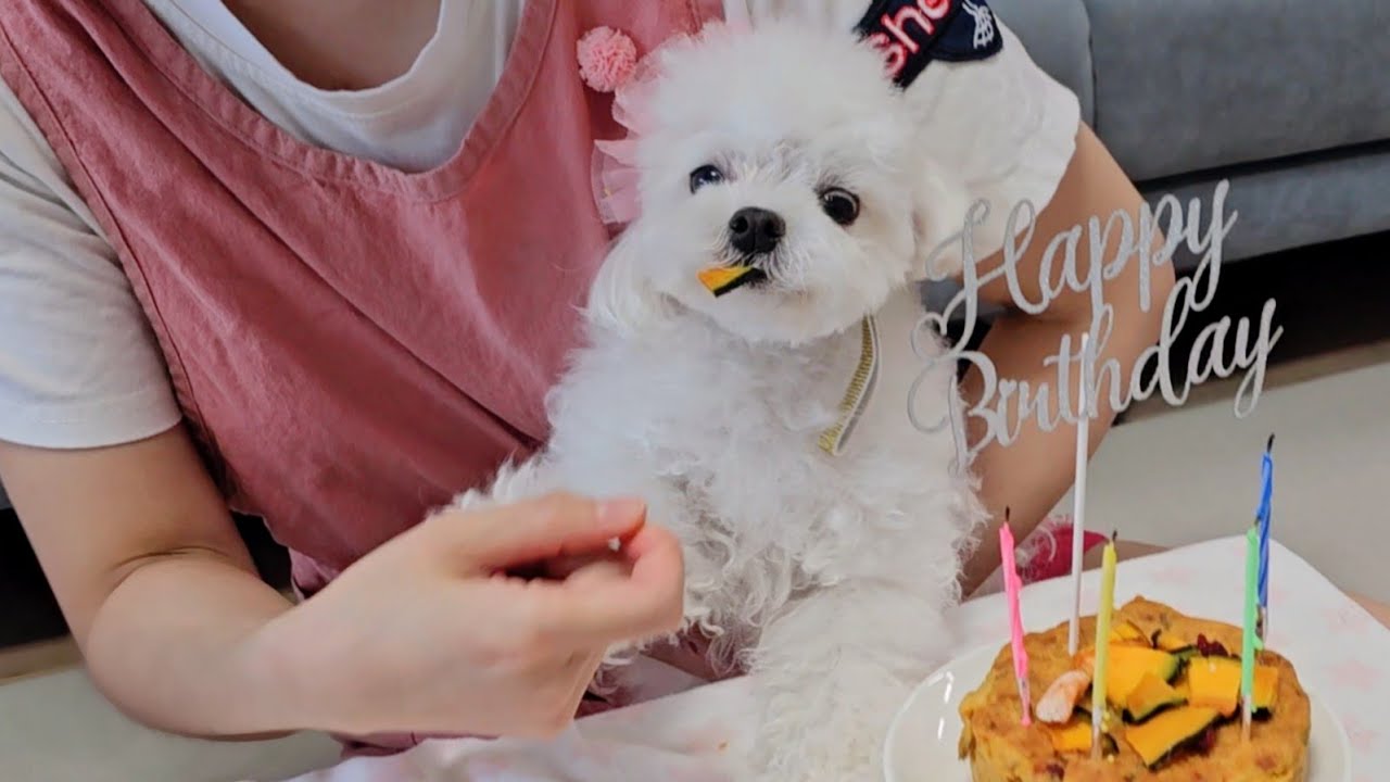 케이크 손수 만들어 먹이다가 사서 먹였더니 강아지 반응이...ㅋㅋㅋ(방울이 4살 생일🩷)