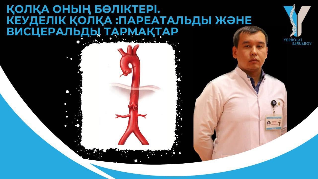 Қолқа, оның бөліктері. Кеуделік қолқа: париетальды және висцеральды тармақтары