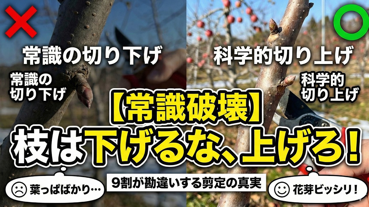 花芽がつく枝とつかない枝をコントロール【剪定基礎講座2026-4】ｳﾒ.ﾓﾓ.ｽﾓﾓ.ﾘﾝｺﾞ.ﾅｼ.ﾐｶﾝ.ｶﾝｷﾂ.ﾌﾞﾙｰﾍﾞﾘｰ.ﾌﾞﾄﾞｳ.ｲﾁｼﾞｸ.ｷｳｲ.ｵﾘｰﾌﾞ.ｻｸﾗﾝﾎ