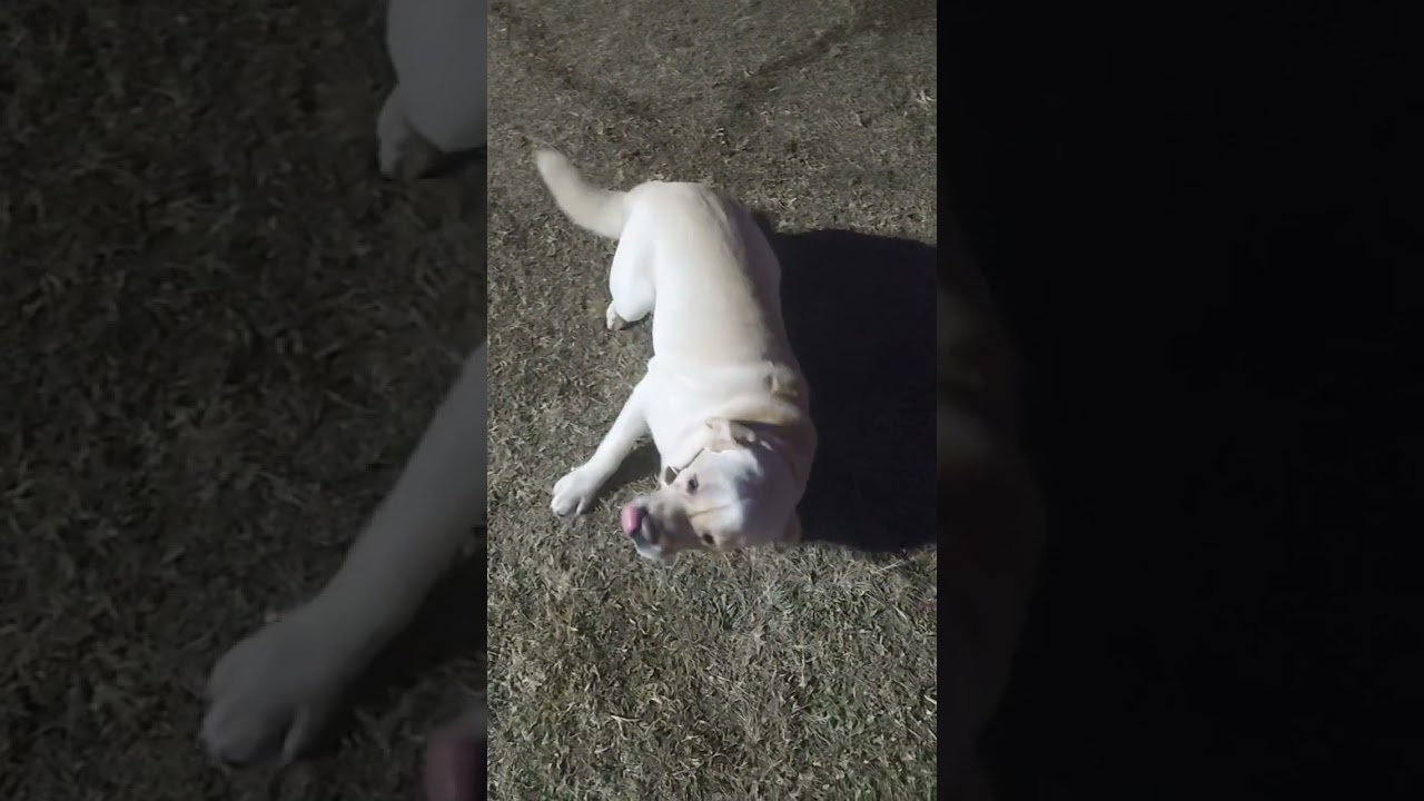 Labrador Dog basic obedience 🔥🐶 