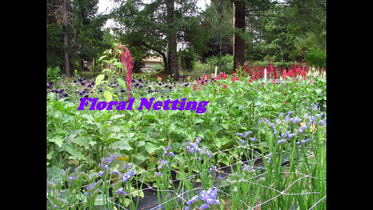 How To Use Floral Netting for Longer Straighter Blooms