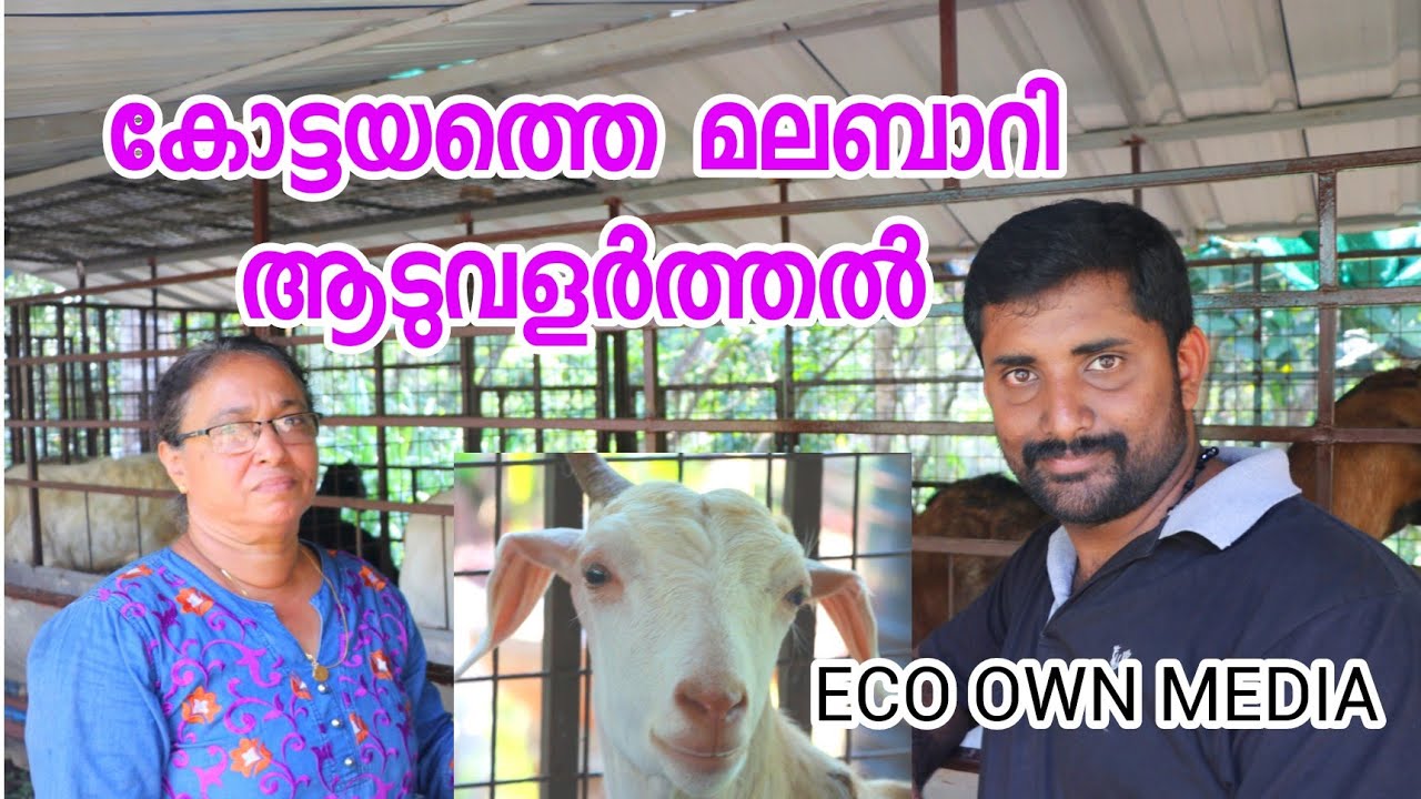 മലബാറി ആട് വളർത്തൽ | Malabari goat farming | Kottayam