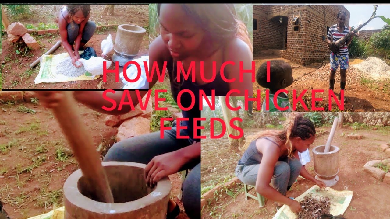 HOW TO SAVE MORE ON CHICKEN FEEDS ‼️//MEDICINE FOR ALCERS//PEACEFUL COUNTRYSIDE LIVING#goals @rema6k